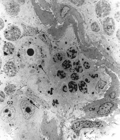 Figura 15- Ultra-estrutura de células da linhagem espermatogênica de C.