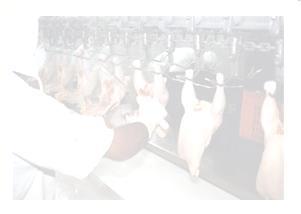 2.5) Processamento da carne Em abatedouros de frangos, as águas residuárias de processo apresentam DBO e DQO mais elevadas do que as águas de lavagem das máquinas e pisos, apresentando as primeiras