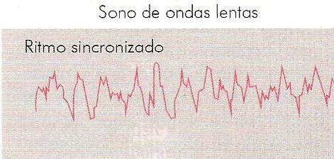 Sono Neurônios tálamo-corticais ficam hiperpolarizados; Neurônios