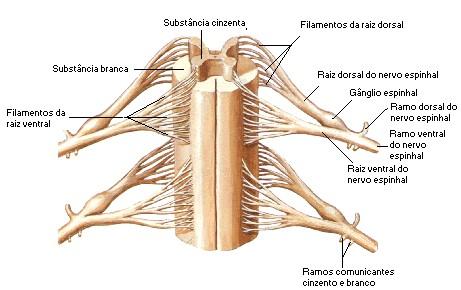raquidianas, mielografias). VI. Nervos espinhais: 1 - Conceito: São cordões esbranquiçados que emergem da medula espinhal e através dos forames intervertebrais deixam a coluna vertebral.