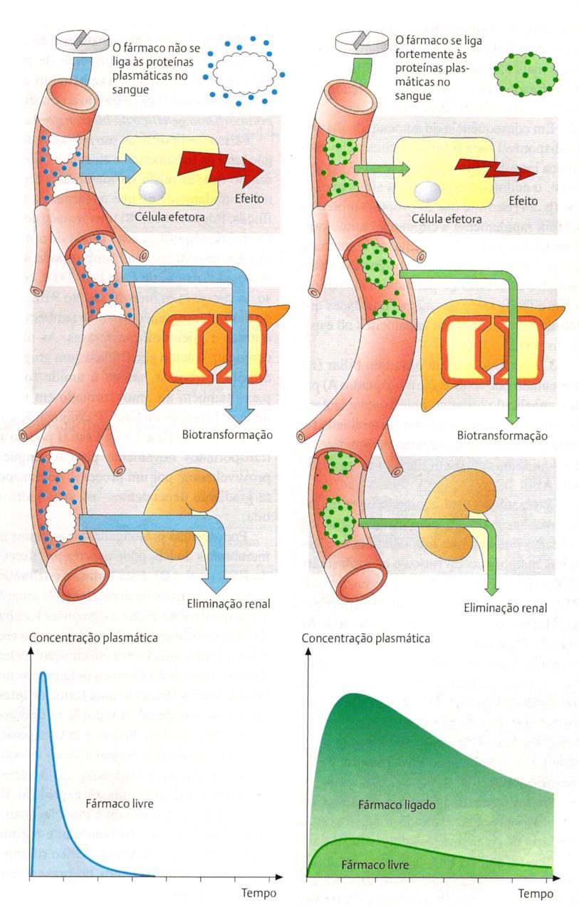 básicas ligação distribuição, ação, metabolismo e excreção; As