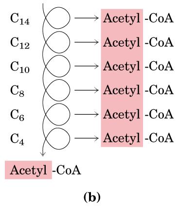 iclo de Lynen ou -xidação na Matriz da Mitocôndria + FADH 2 + NADH + H + + FADH 2 + NADH + H + + FADH 2 + NADH + H + + FADH 2 + NADH + H + + FADH 2 + NADH + H + + FADH 2 + NADH + H + 2 iclo de