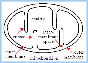 sintetase Acil- sintetase