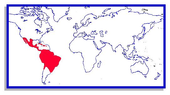 Família Phyllostomidae Distribuição dos morcegos da