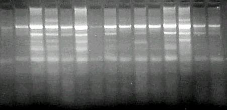 71 estimativa da diversidade dos materiais confiáveis. Na Figura 4, o gel de agarose ilustra os fragmentos de DNA amplificados pelo primer M12-52 em 15 acessos de P. notatum.