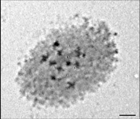 78 60 cromossomos) (Dahmer et a., 2008). Os demais acessos são tetraplóides (2n= 4x= 40 cromossomos) (Figura 6-C). A B C FIGURA 6 Células meióticas. A - P.