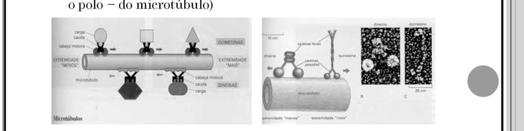 Os microtúbulos usam as proteínas motoras cinesina e dineína para realizar o transporte de moléculas e organelas; quando