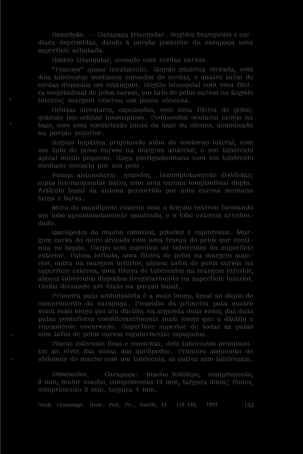 Descrição. Carapaça triangular. Regiões branquiais e cardíaca deprimidas, dando à porção posterior da carapaça uma superfície achatada. Rostro triangular, armado com cerdas curvas.