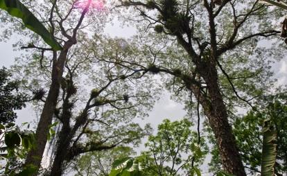 Nossa Visão: Região cacaueira do sul da Bahia desenvolvida com sua paisagem florestal conservada Nossa Missão: Gerar oportunidades para o