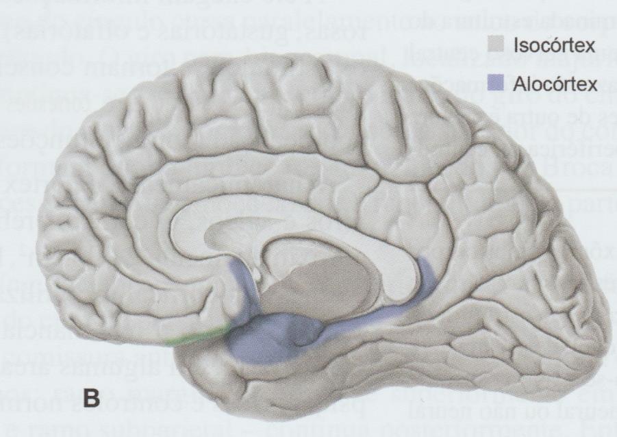 Telencéfalo O córtex cerebral é subdividido, de acordo com critério filogenético, em: