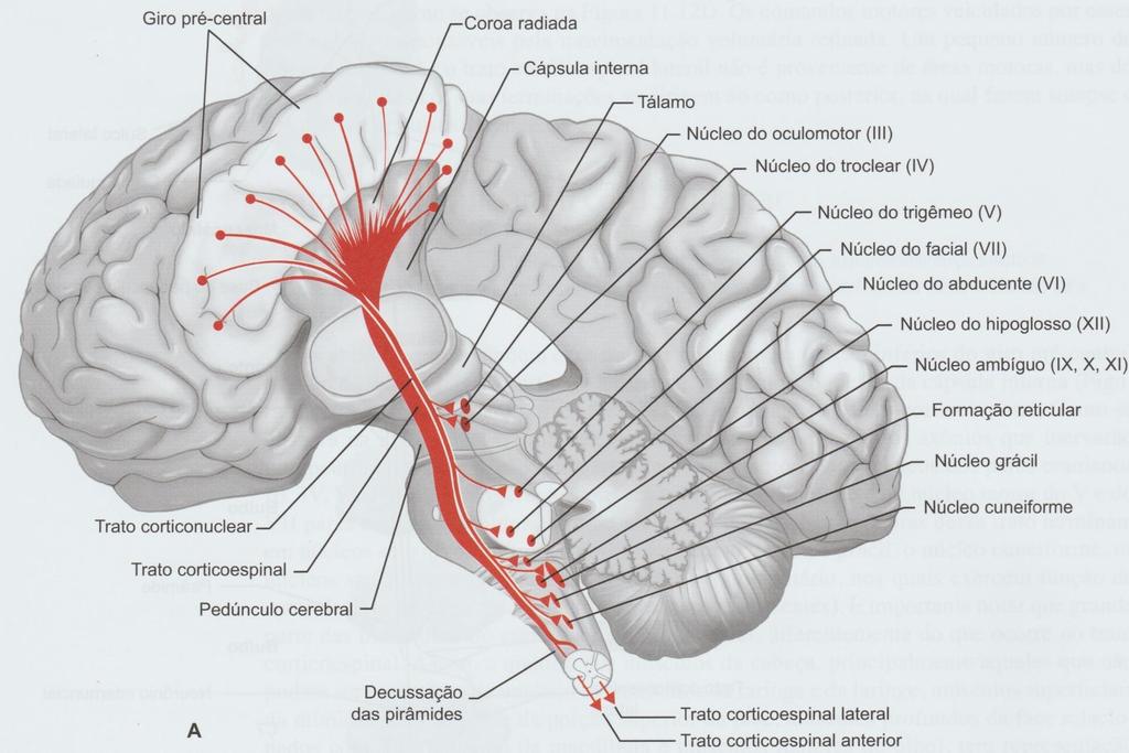 Telencéfalo Tratos corticoespinal e corticonuclear =