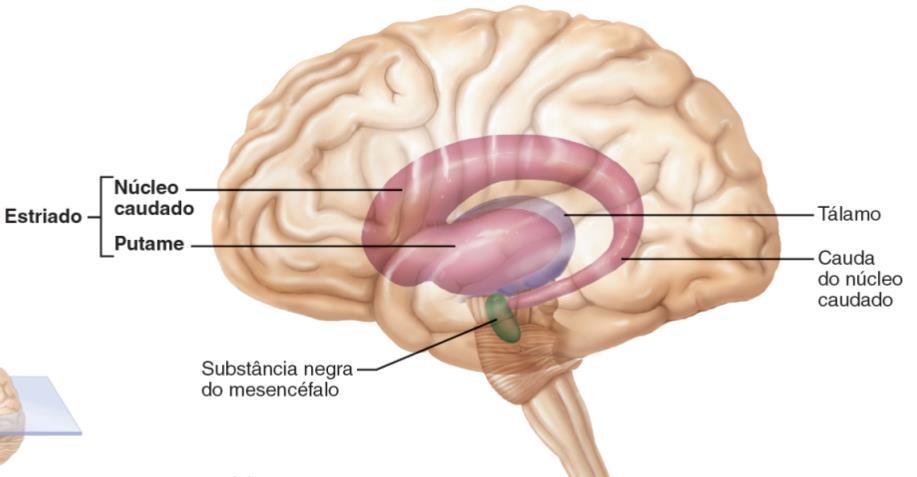 Telencéfalo O núcleo caudado está anatomicamente relacionado com os ventrículos laterais e é subdividido em: Cabeça extremidade anterior dilatada