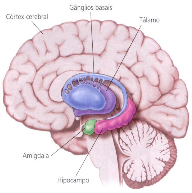 Telencéfalo O corpo amigdalóide (amígdala) é uma massa esferóide de substância cinzenta de cerca de 2 cm de diâmetro situada no pólo temporal do hemisfério