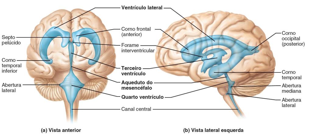 Telencéfalo Os ventrículos laterais apresentam distintas regiões denominadas: corpo (parte central) cornos frontal (anterior)