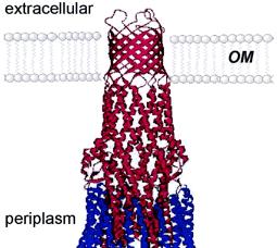 E. coli