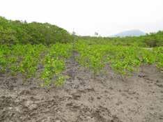 O mais amplamente utilizado no Brasil é o plantio direto, utilizando mudas ou propágulos de Rhizophora mangle (Rovai, 2012).