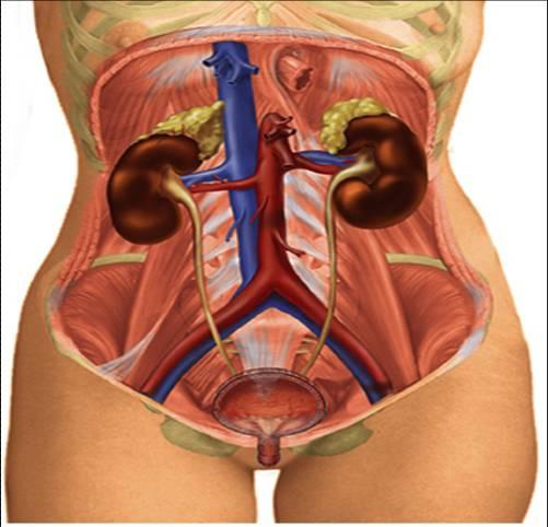 Sondagem vesical É a introdução de uma sonda na bexiga, realizada através s da uretra, e tem por finalidade a remoção da urina em