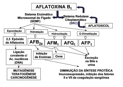 37 Figura 7. Biotransformação da aflatoxina B1 no fígado de aves. Fonte: Santurio (2000).