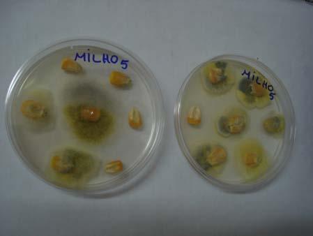 49 4.7. Análise de microbiota fúngica das amostras de milho As análises de microbiota fúngica foram realizadas conforme metodologia de Berjak (1984).