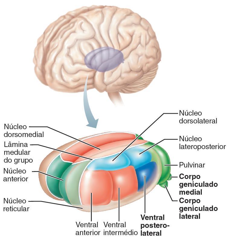 Ainda outra lâmina de substância branca, a medular interna, bifurcada anteriormente (em Y) subdivide cada metade do tálamo em partes medial, lateral