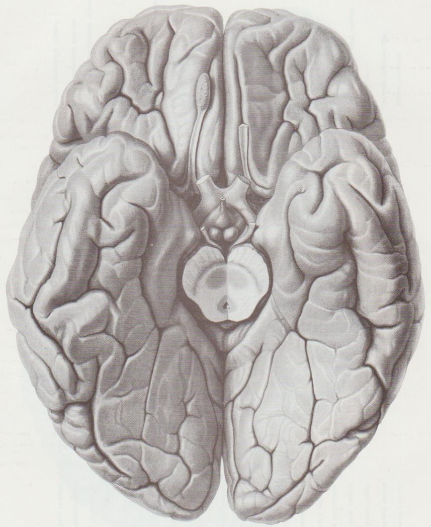 DIENCÉFALO Em uma vista inferior (ventral) do cérebro, somente uma pequena porção do diencéfalo pode ser vista, composta por