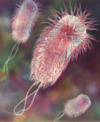 As bactérias pertencentes a família enterobacteriaceae não libertam esporos e têm gram-negativo 3, múltiplos flagelos em volta da célula, necessidades nutricionais simples e processos metabólicos