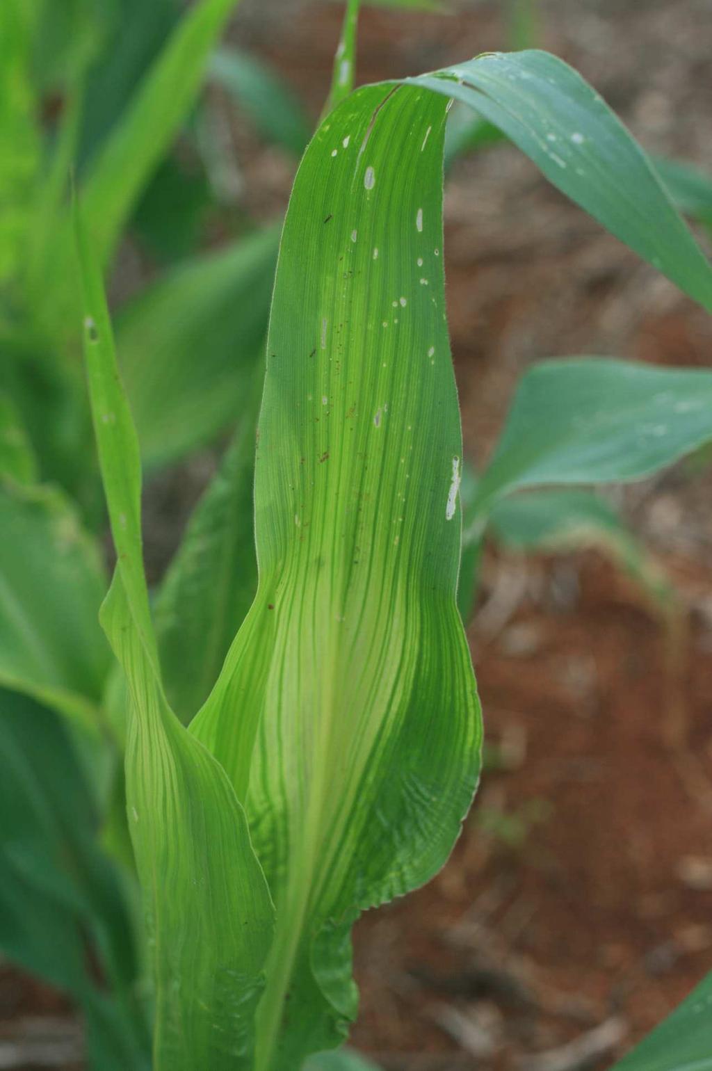 Sintomas de fitointoxicação do herbicida nicosulfuron em planta de milho. A agricultura moderna está utilizando recursos de biotecnologia para proteger e aumentar a produção agrícola.