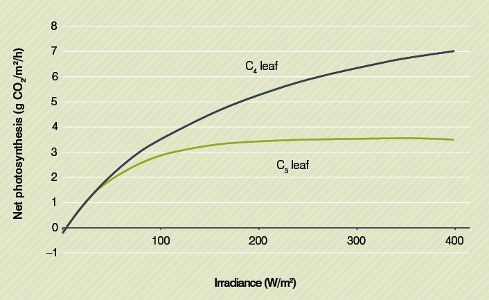 Response of leaf net photosynthetic rate to photosynthetically active radiation (PAR) expressed as irradiance.