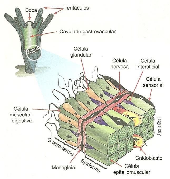 Estrutura dos cnidários Animais diblásticos (ectoderme e