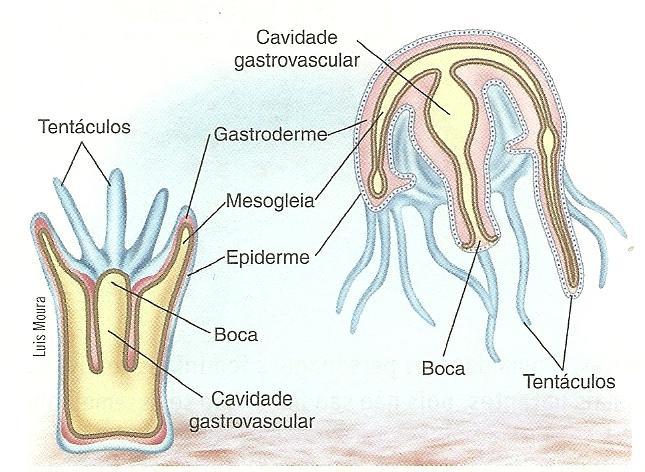 Ectoderme origina o revestimento externo e a endoderme o