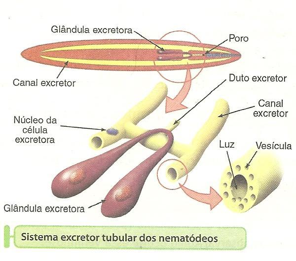 Excreção Sistema excretor do tipo tubular,