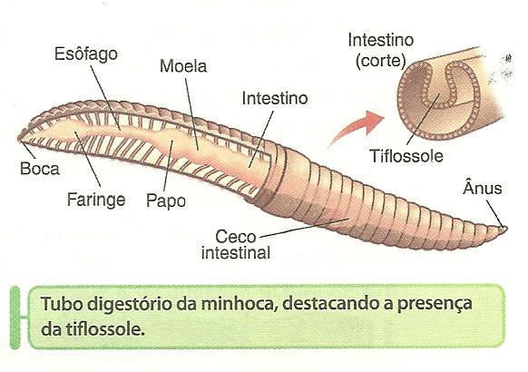 Nutrição - Hábitos alimentares variados - Sistema digestório completo - O