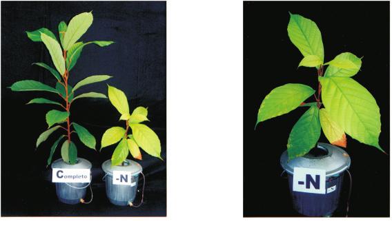 2 Cupuaçuzeiro: Nutrição, Calagem e Adubação Caracterização dos sintomas visuais de deficiências de macronutrientes em cupuaçuzeiro (Fig. 1,