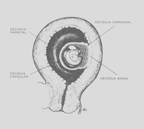 nidação Decídua capsular: recobre o ovo Decídua marginal: entre a basal e capsular Decídua parietal: restante do útero DECÍDUA BASAL E