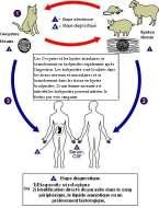 Agente Etiológico TOXOLPASMOSE Protozoário: Toxoplasma gondii Aves e mamíferos Epidemiologia Ciclo do Parasita - Cosmopolita; - ½ população possui Ac séricos; - Brasil: 50 a 90%.