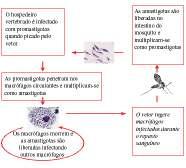 Agente Etiológico Gênero Leishmania Leishmania (Leishmania) chagasi Forma infectante para o homem: Promastigota Forma que parasita o homem: amastigota Reservatório: Raposa, gamba e cão Vetor: