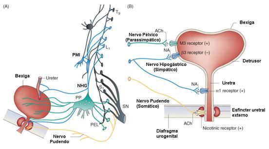 21 Figura 3 Inervação e mecanismo neurotransmissor regulador do trato urinário inferior. (A) Inervação do trato urinário inferior. Plexo Mesentérico Inferior (PMI). Nervo Hipogástrico (NHG).