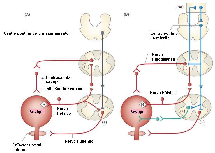 23 Figura 4 - Circuitos neurais que controlam a continência e a micção. (A) Reflexos de armazenamento da urina. (B) Reflexos de micção. 1.