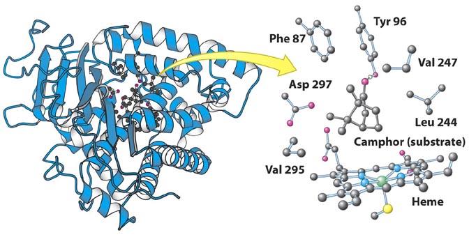 estrutura 3D da enzima para POSICIONAR os Aminoácidos catalíticos no sítio ativo Funcionam como um andaime