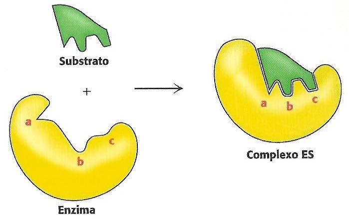 Enzimas: Sítio Ativo Os sítios ativos são pré-formados na estrutura das enzimas A maioria absoluta sofre mudanças conformacionais