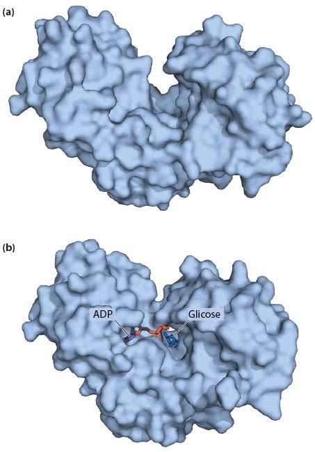 Hexoquinase - Posiciona os grupos catalíticos no ET - Permite formar interações adicionais no ET - Protege S de reações