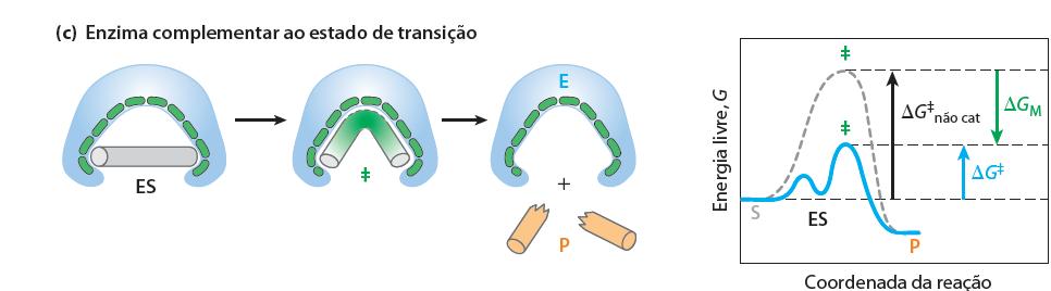 Enzimas As Enzimas apresentam Alta afinidade pelo Estado de Transição Reacional As enzimas estabilizam a