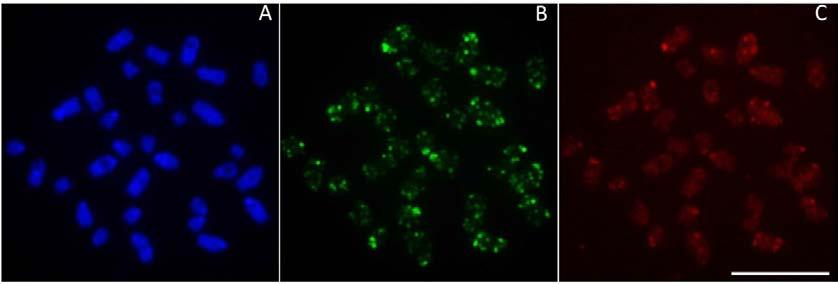42 Figura 5: Colocalização dos sítios para histona H3 (verde) (B) e histona H4 (vermelho) (C) nos cromossomos de Eigenmannia aff trilineata.