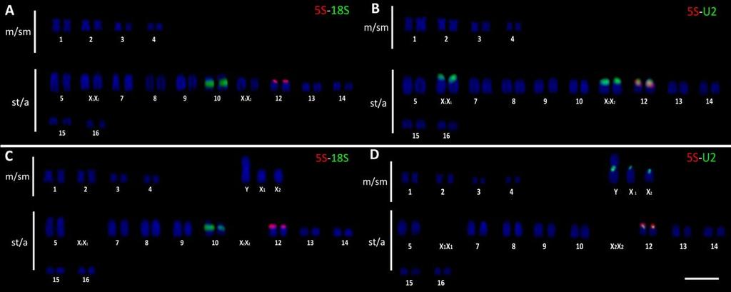 57 Figura 1: Cariótipos de fêmea (A) e macho (C) de Eigenmannia sp2 com tratamento de FISH utilizando sondas para DNAr 5S (vermelho), DNAr 18S (verde)