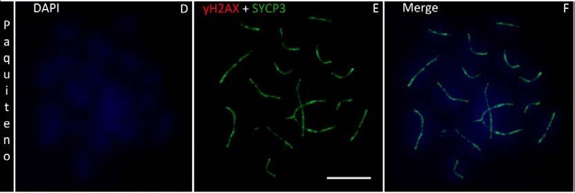 A cromatina e os cromossomos meióticos foram corados com DAPI. A barra representa 10μm.