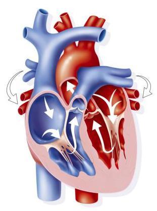 O CICLO CARDÍACO Fases do Ciclo 1. Contração Atrial Bomba de Escorva 2.