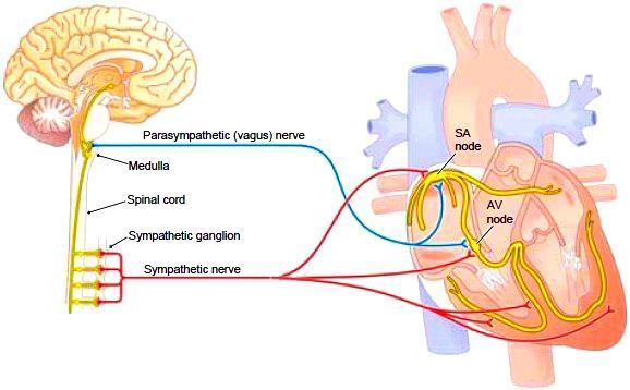 Excitação Rítmica do Coração Sistema Cardiovascular Controle da Excitação e da