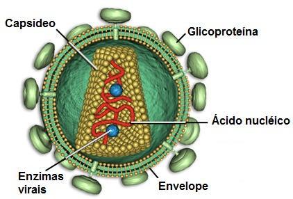 29 HIV Figura 3: Representação esquemática da estrutura do HIV, evidenciando o envelope, o capsídeo, o ácido nucleico e as enzimas do vírus (Fonte: http://1.bp.blogspot.