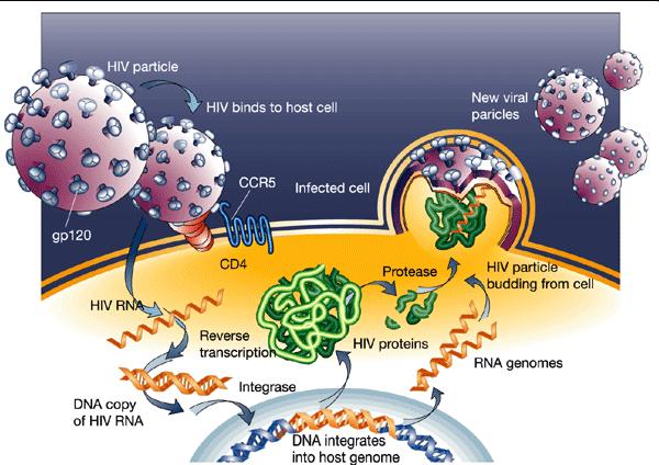 30 1.6 Ciclo Replicativo do HIV-1 As enzimas virais TR, PR e IN são fundamentais no ciclo replicativo do HIV-1 (Figura 5).