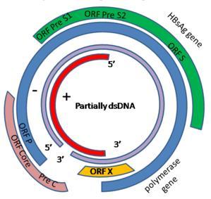 41 transcrição reversa, semelhante aos retrovírus, etapa possivelmente responsável pela diversidade de mutações encontradas no genoma do vírus (URBAN et al., 2010).
